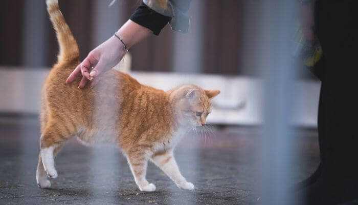 lady tickling a cat