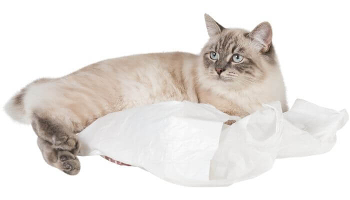 plastic bags can be comfortable