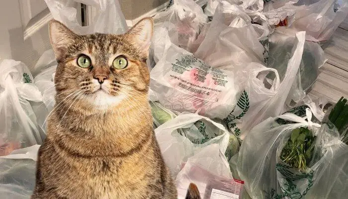 plastic bags smell of food