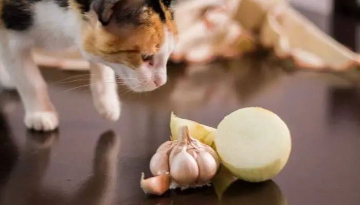 cat looking at toxic garlic