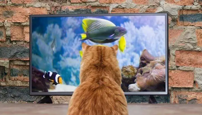 what tv shows do cats like