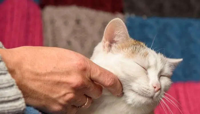 Why Do Cats Close Their Eyes When You Pet Them