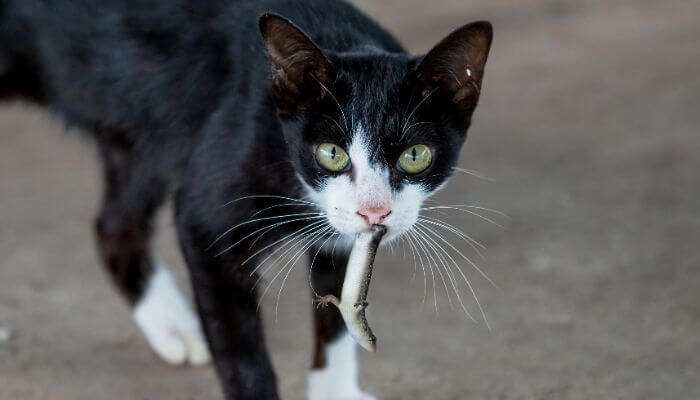 can cats eat lizards