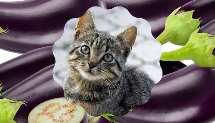 can cats eat eggplants