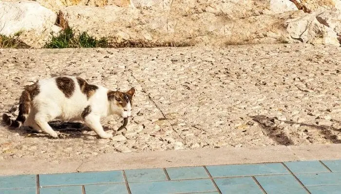 cat eating lizard