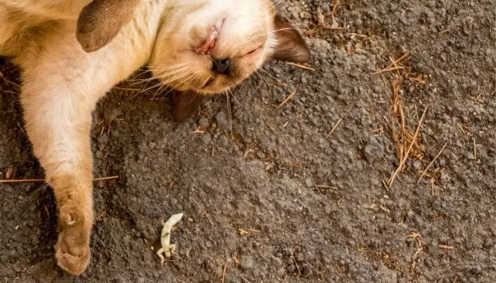 cat playing with dead lizard