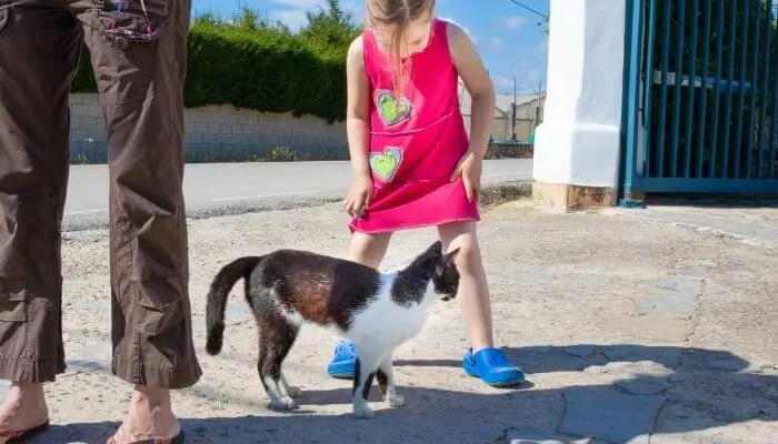 cat playing with girl