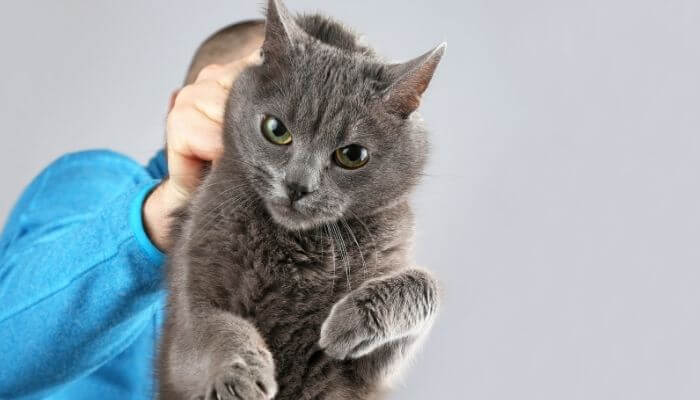 cat relaxing as scruff is held