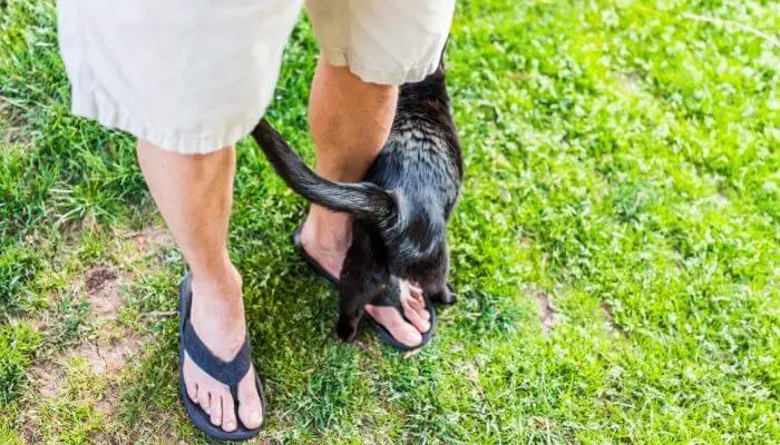 cat rubbing against leg