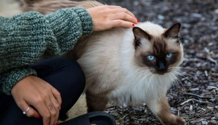 cat with arched back being stroked