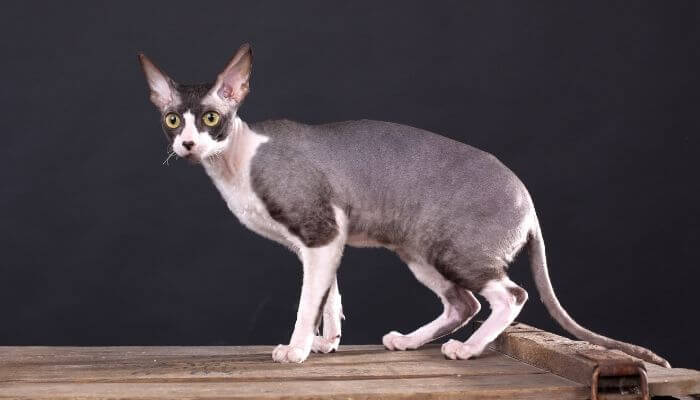 cornish rex cat