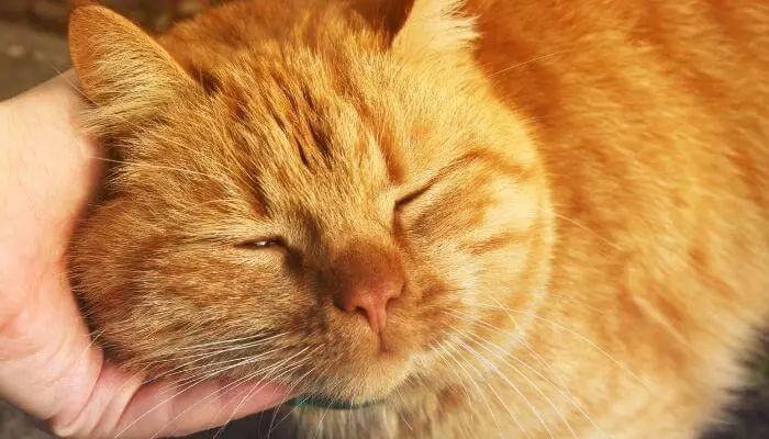 ginger cat being stroked with closed eyes