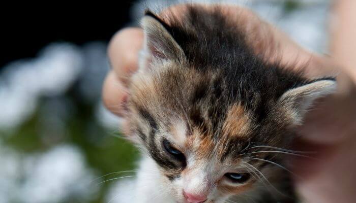 picking up a kitten by the scruff