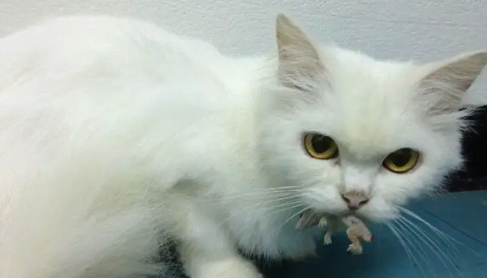 white cat eating lizard