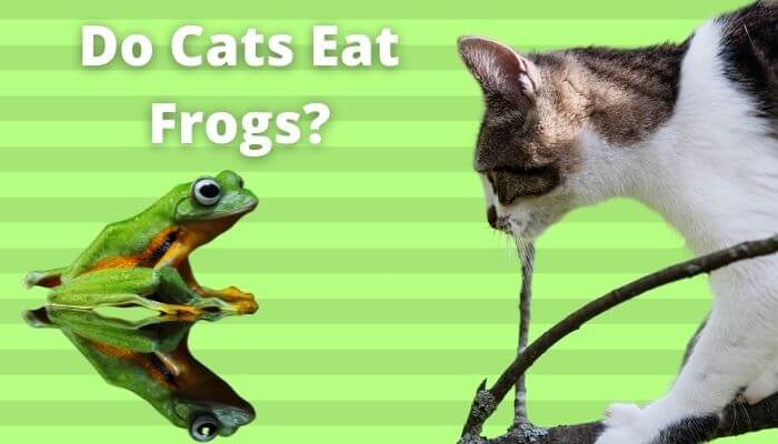 Do Cats Eat Frogs