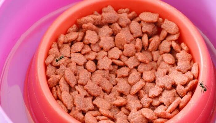 ants on cat food