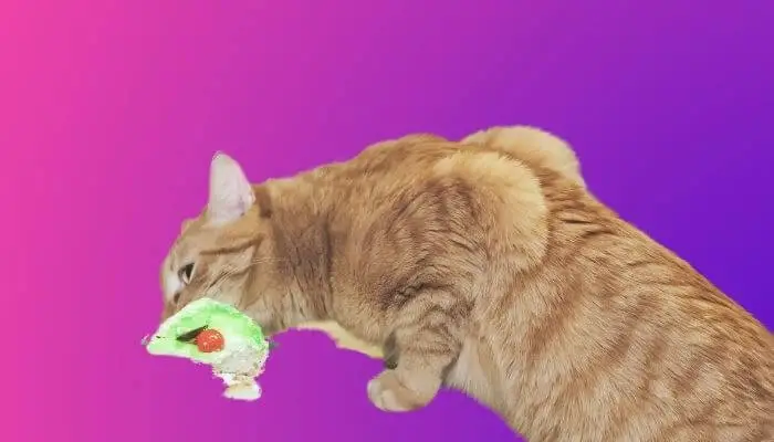 can cats eat frosting