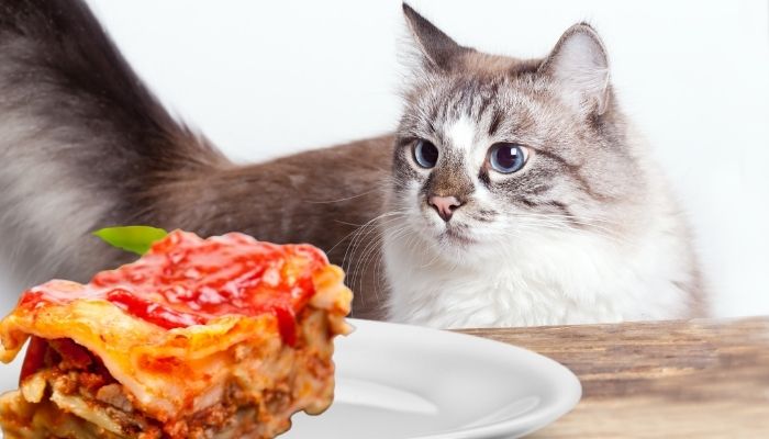 can cats eat lasagna