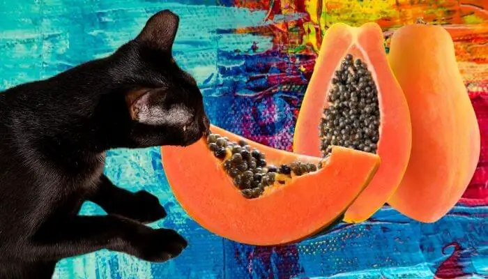 can cats eat papaya