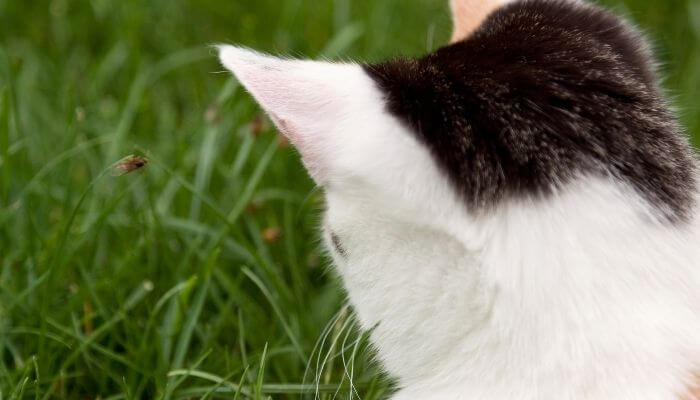 cat looking at ants