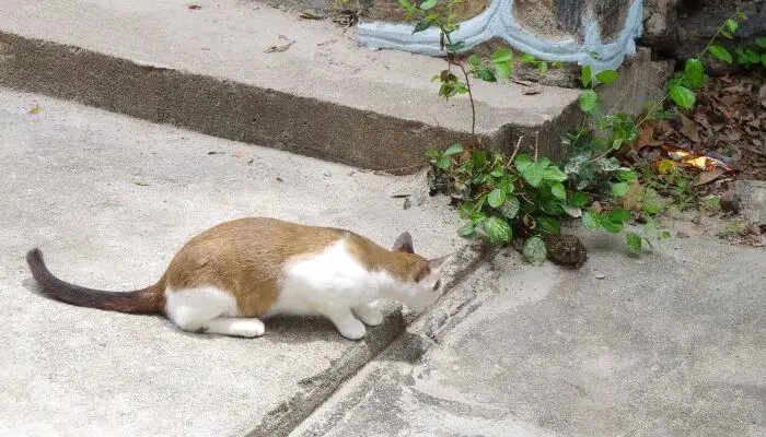 cat looking at frog