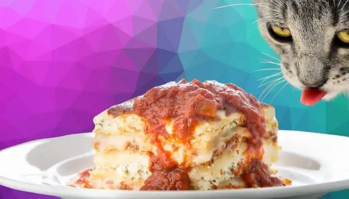 cat looking at lasagna