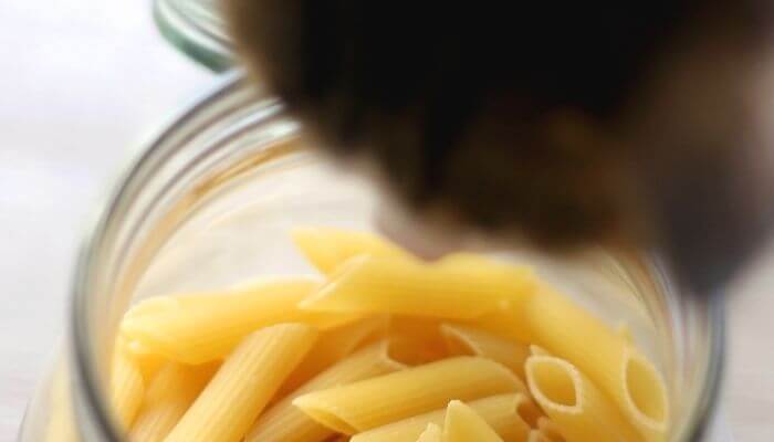 cat looking at pasta