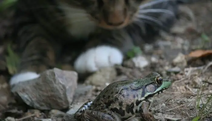 cat observing frog