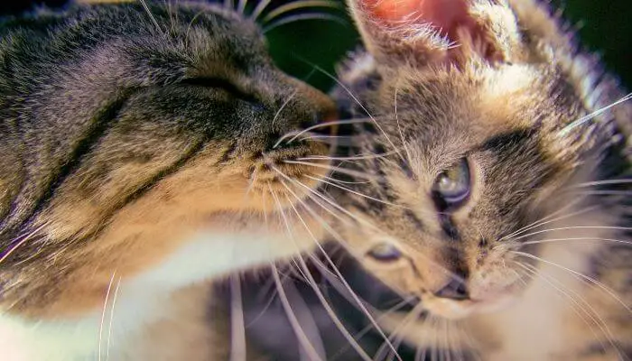 old cat allogrooming young cat