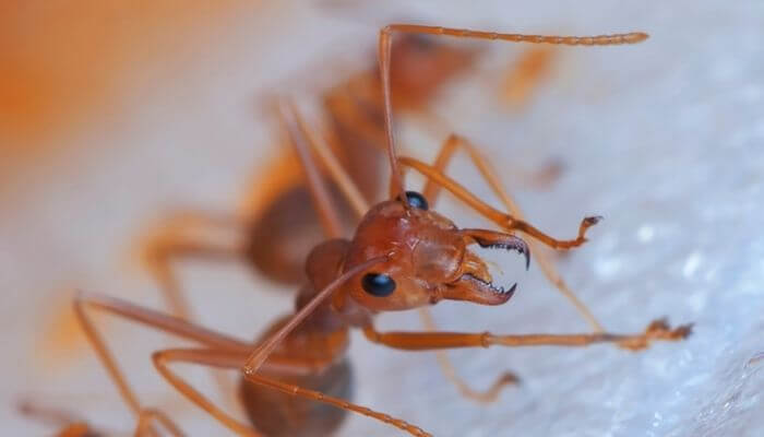 red ant