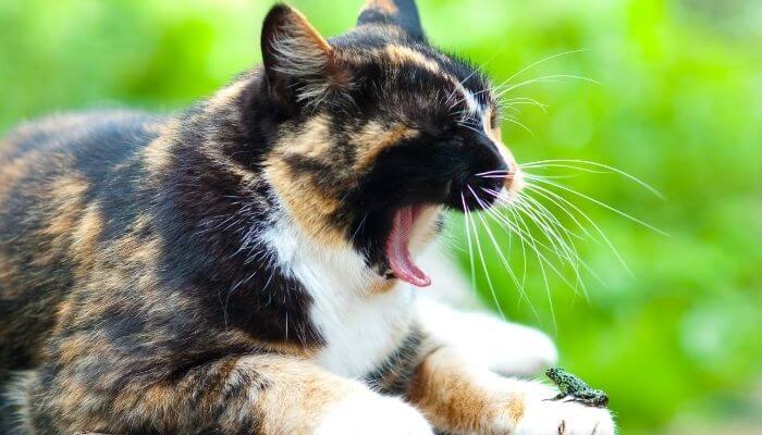 tired cat with small frog sat on paw