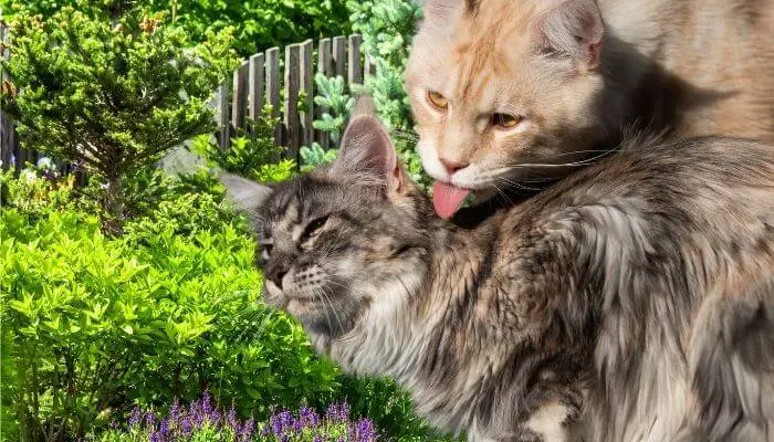 why do cats groom each other