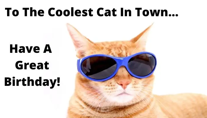 coolest cat in town