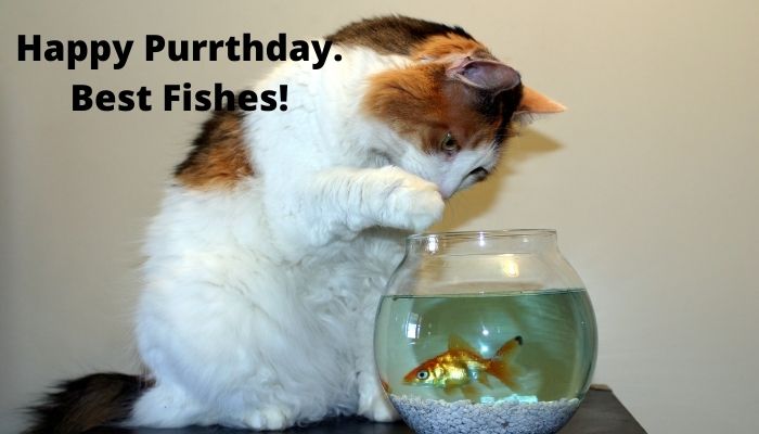 Happy Purrthday. Best Fishes! 