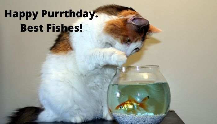 Happy Purrthday. Best Fishes!