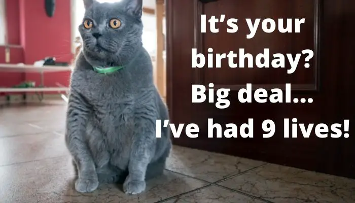 It’s your birthday? Big deal… I’ve had 9 lives! 