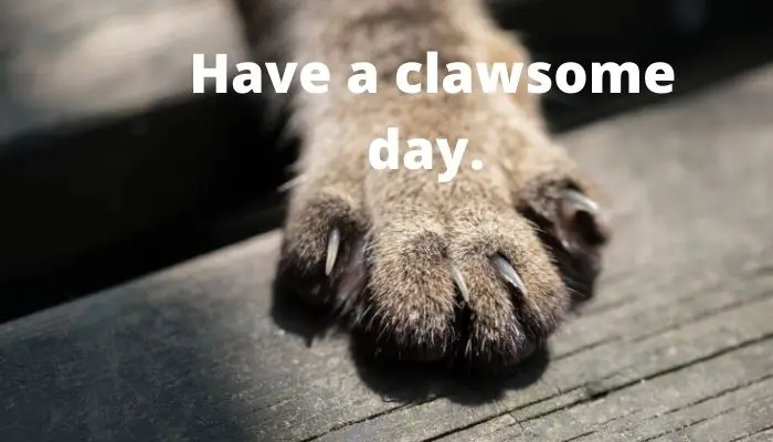 Have a clawsome day. 