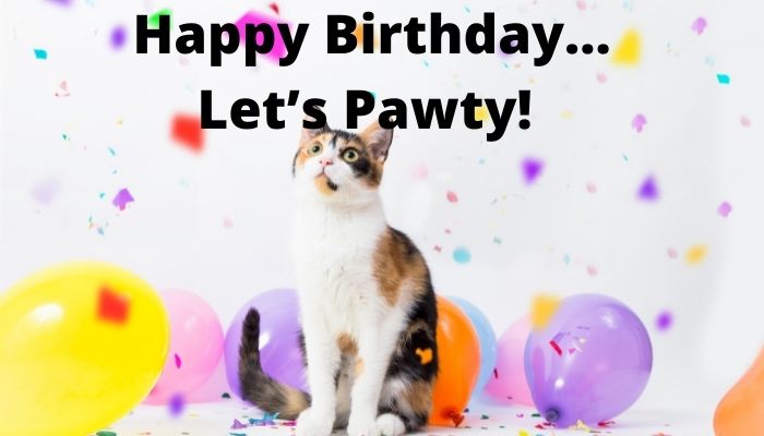 Happy Birthday… Let’s Pawty! 