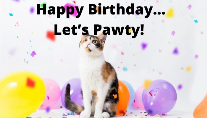 Happy Birthday… Let’s Pawty!