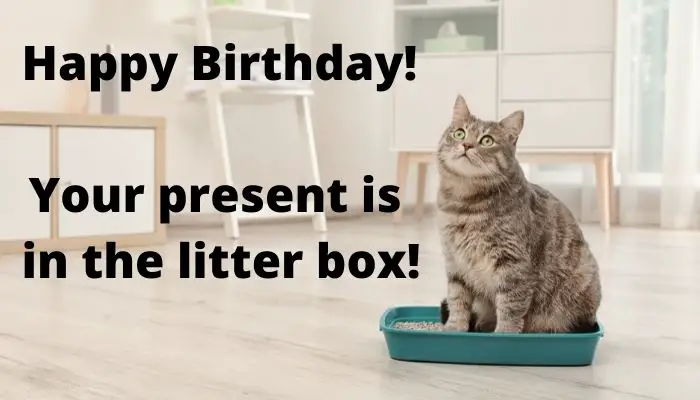 Happy Birthday. Your present is in the litter box! 