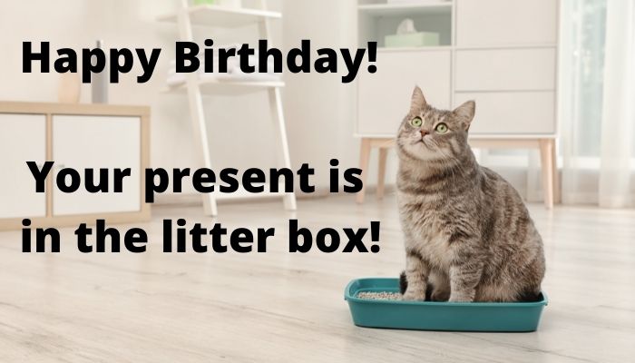 Happy Birthday. Your present is in the litter box!
