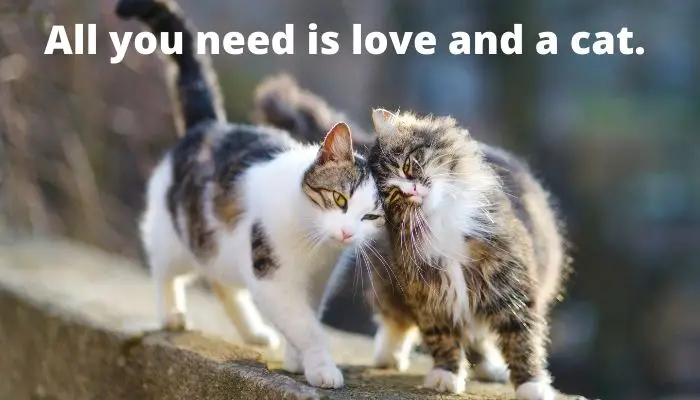 All you need is love and a cat. 