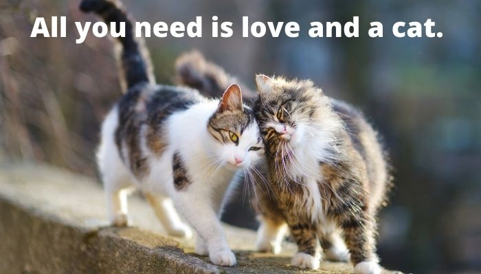 All you need is love and a cat.