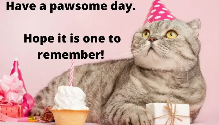Have a pawsome day. Hope it is one to remember.