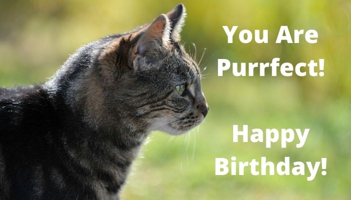 You are purrfect! Happy Birthday!