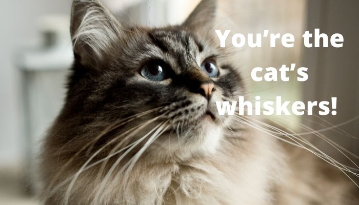 You’re the cat’s whiskers!