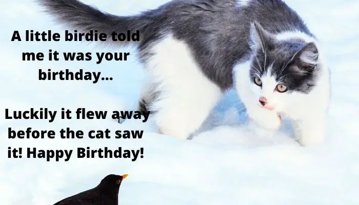 A little birdie told me it was your birthday… Luckily it flew away before the cat saw it! Happy Birthday!