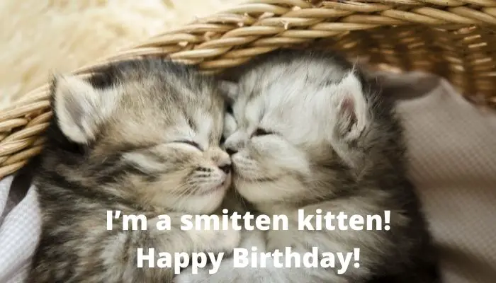 I’m a smitten kitten. Happy Birthday. 