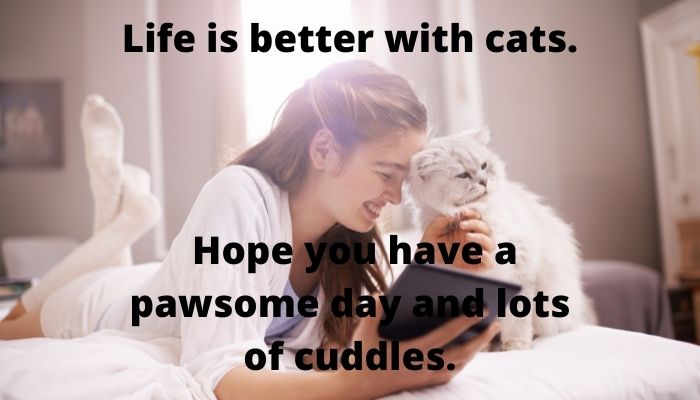 Life is better with cats. Hope you have a pawsome day and lots of cuddles.