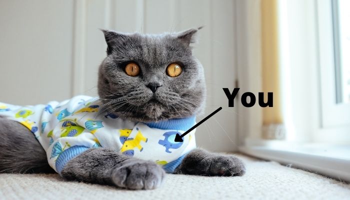 you are the cats pyjamas